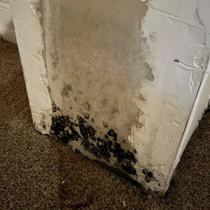 Professional Mold Removal in Lynchburg, OH